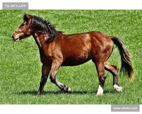 2017年红马赛事、红马是哪一年